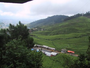 Puncak area, West Java Wikimedia