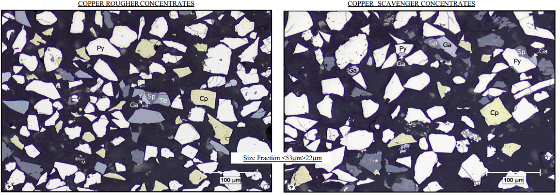 minerals present in the rougher concentrate and scavenger concentrate streams